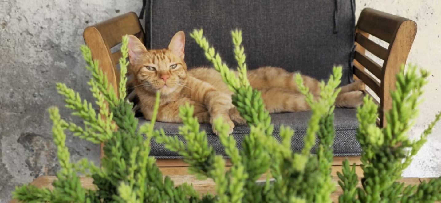 Apartma Cici Kobarid Bagian luar foto